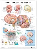 Anatomy of the Brain Anatomical Chart